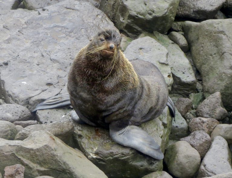 Northern Fur Seal – Pinniped